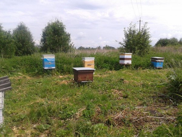 Пасека в конце июня 2014